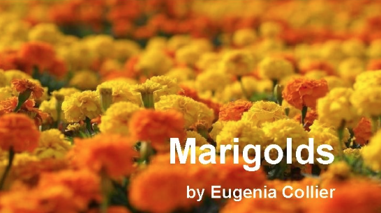 Marigolds by Eugenia Collier